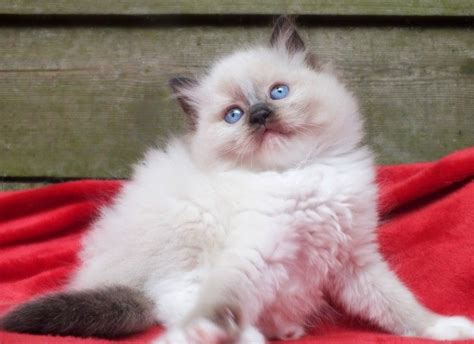 ragdoll cat breeders nj